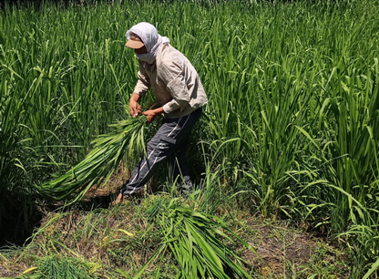 Smart Crops in the Delta Region